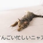 忙しい男に注意〜ワーカホリックは人生最高の逃げ道〜